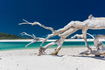 Stickers fenêtre Plage tropicale Arbre de bois flotté blanc sur l& 39 étonnante plage de Whitehaven avec du sable blanc dans les îles Whitsunday, Australie