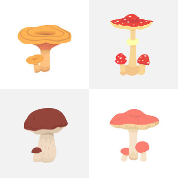 Set Different mushrooms vector isolated illustration.
