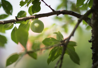 Beautiful green plum on a branch in a home garden