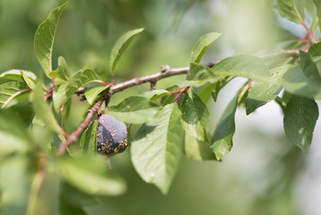 Rotting plum on the branch.