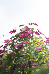 purple clematis alpina flower blooming in summer garden. Copyspace