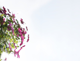 purple clematis alpina flower blooming in summer garden. Copyspace