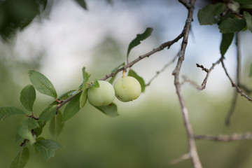 Beautiful green plum on a branch in a home garden