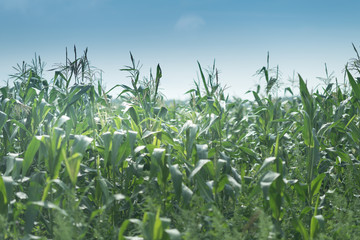 corn field in the morning unde the blue sky