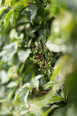 vine of grape growing over wall. young grapes