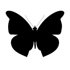  isolated, butterfly silhouette