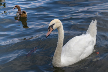 Fototapeta premium Mute Swan and Egyptian Goose on the River Thames at Windsor