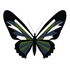 isolated, butterfly on a white background