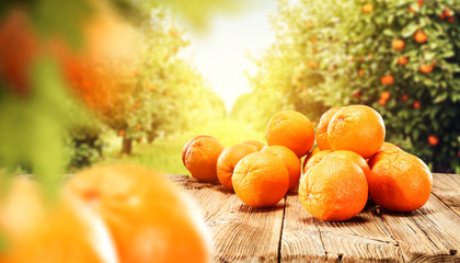 Fresh orange fruits and garden background with summer sun light