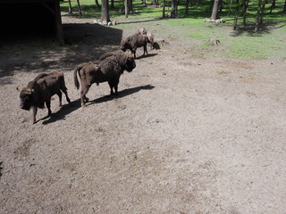 Family of three european bisons stand on sandy ground in enclosure at city of Pszczyna in Poland © Jakub Korczyk