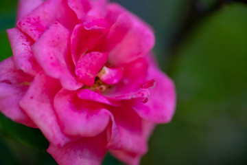 Fototapeta na wymiar The pink flower ピンクの花