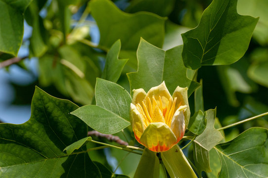 Tulpenbaum