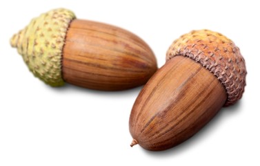 Acorns