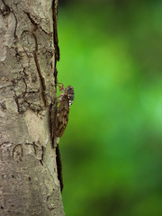 Large Brown Cicada(Aburazemi)