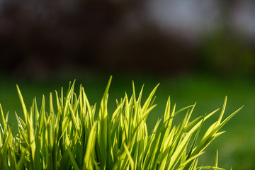 Beautiful green lawn freshly mowed