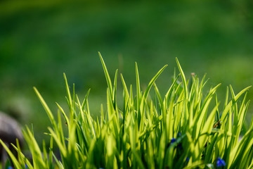 Fototapeta premium Piękny zielony trawnik świeżo skoszony