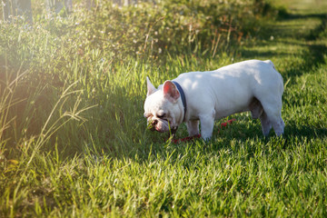 French bulldog with smiley faces walking on grass. Happy dog portrait with copy space.
