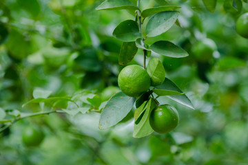 lime on tree organic farm