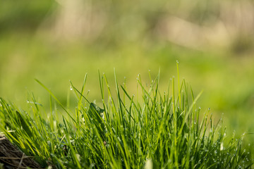 Beautiful green lawn freshly mowed