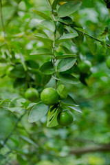 lime on tree organic farm