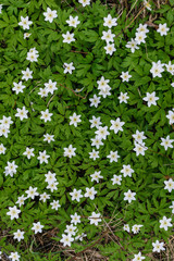 Obraz na płótnie Canvas large field of white anemone flowers in spring