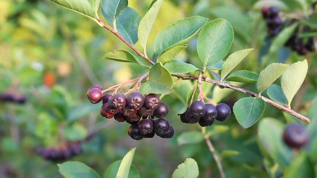 aronia bush in garden