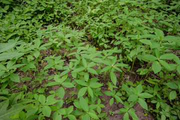 Organic Vegetable farm