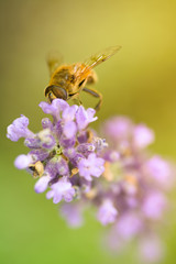 Lavender with honey bee. Soft focus, blurred background.