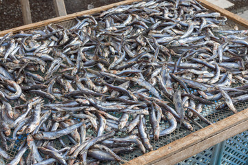 魚・イワシ・干物・食べ物・シーフード