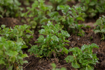 Organic Vegetable farm