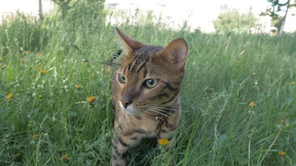 Bengal cat walks in the grass. He shows different emotions. Predator tracks down prey. He follows her with interest. Ears on the vertex, pointing forward: the cat is in a good mood, ready for the game