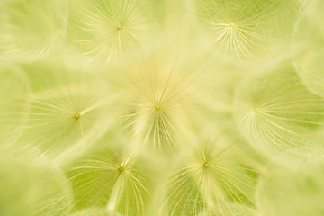 Abstract dandelion flower background. Seed macro close-up.