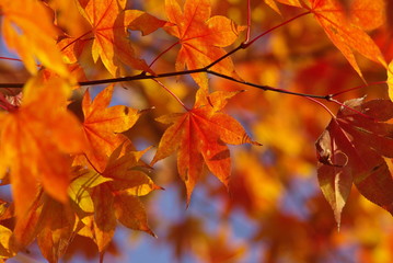 イロハモミジ（Japanese maple）