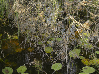 Thicket and water lilys
