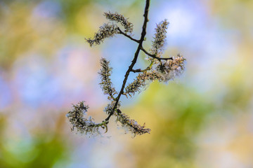 Gałąź na kolorowym tle © andsko