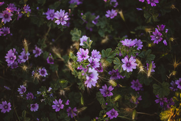 Flores moradas