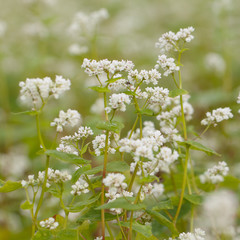 blooming buckwheat in a summer field