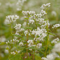 blooming buckwheat in a summer field