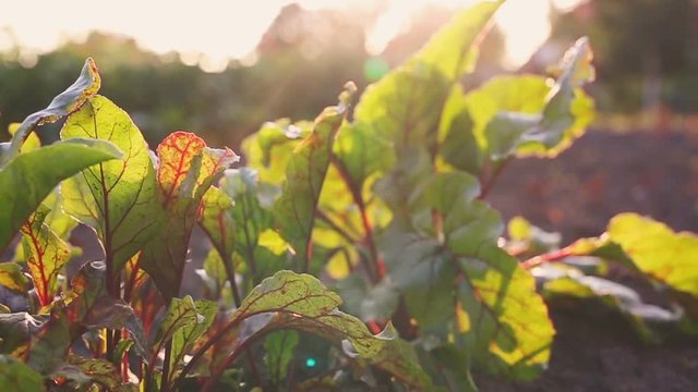beet leaves in garden at the sunset
