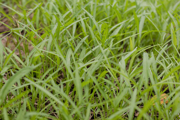 organic vegetable farm