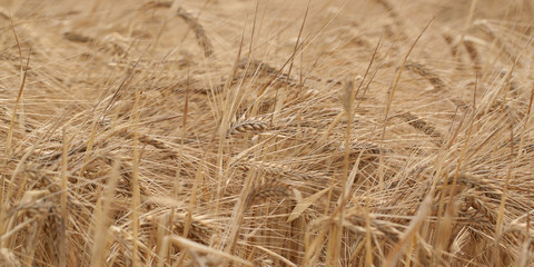 heavy rye ears ripen in the summer field