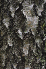 tree bark, if you look closely you can see spiders