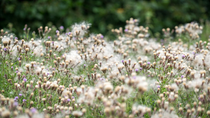 Obraz premium Masses of seeds being produced by Melancholy Thistles (Cirsium heterophyllum)