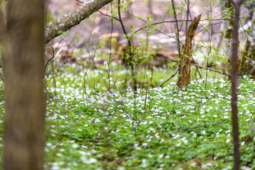 large field of white anemone flowers in spring
