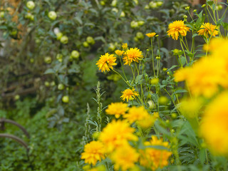 Yellow flowers and apples