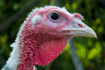 turkey close-up head
