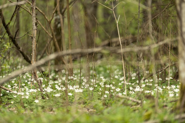 Obraz na płótnie Canvas large field of white anemone flowers in spring