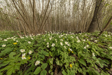 Fototapeta premium large field of white anemone flowers in spring