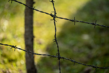 barbed wire fence on green background