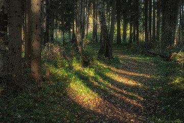 path illuminated by sunlight in a coniferous forest